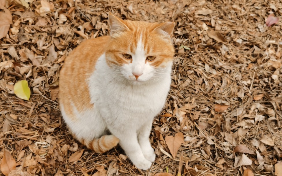 自由猫 大黄 > 投喂成功!哔哩哔哩bilibili