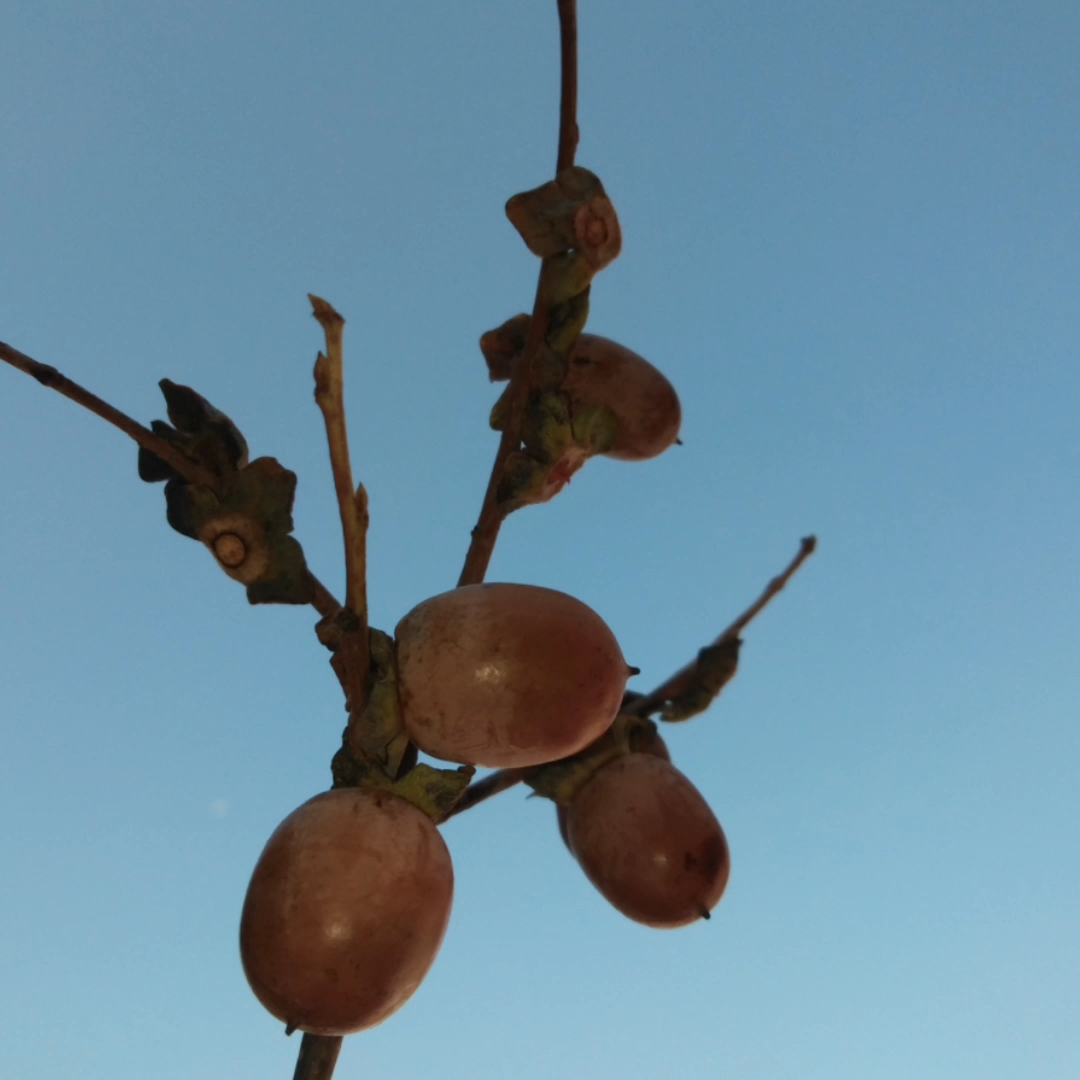 小柿子——软枣
