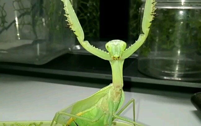 未知斧螳威吓(up疯狂试探与翻车)