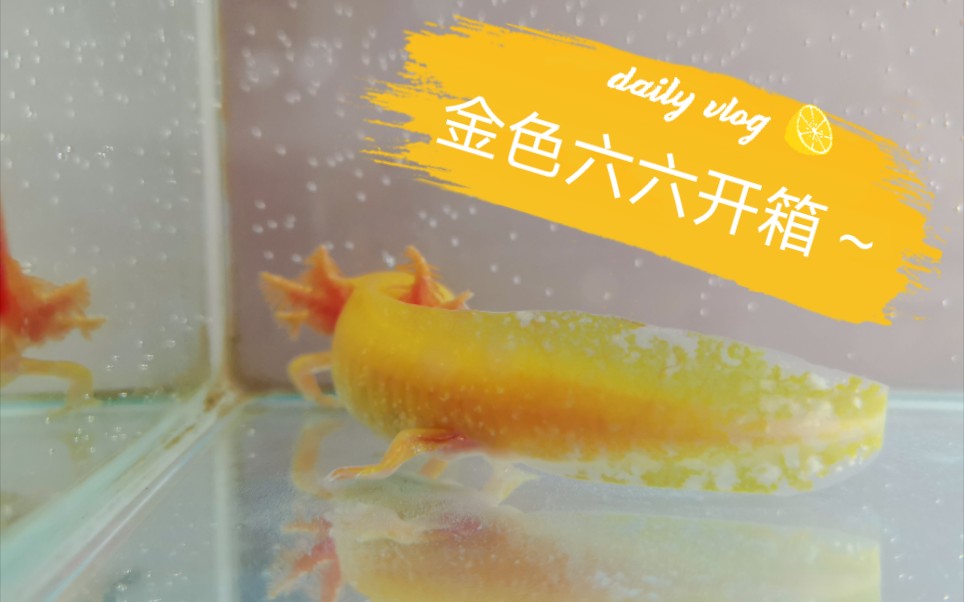 六角恐龙开箱新买的一只金色的六六炒鸡可爱636165