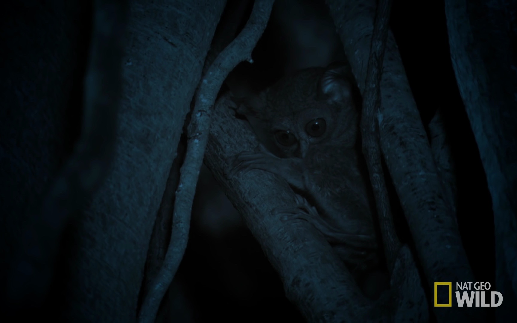 【国家地理】Tarsier 眼镜猴哔哩哔哩bilibili