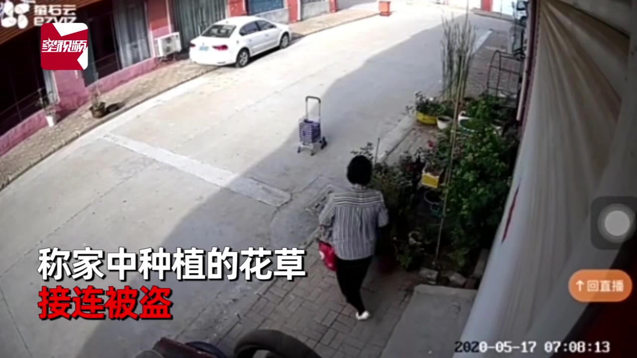 大妈"薅羊毛式"偷花,在一家连偷20多盆,主人不堪忍受报警
