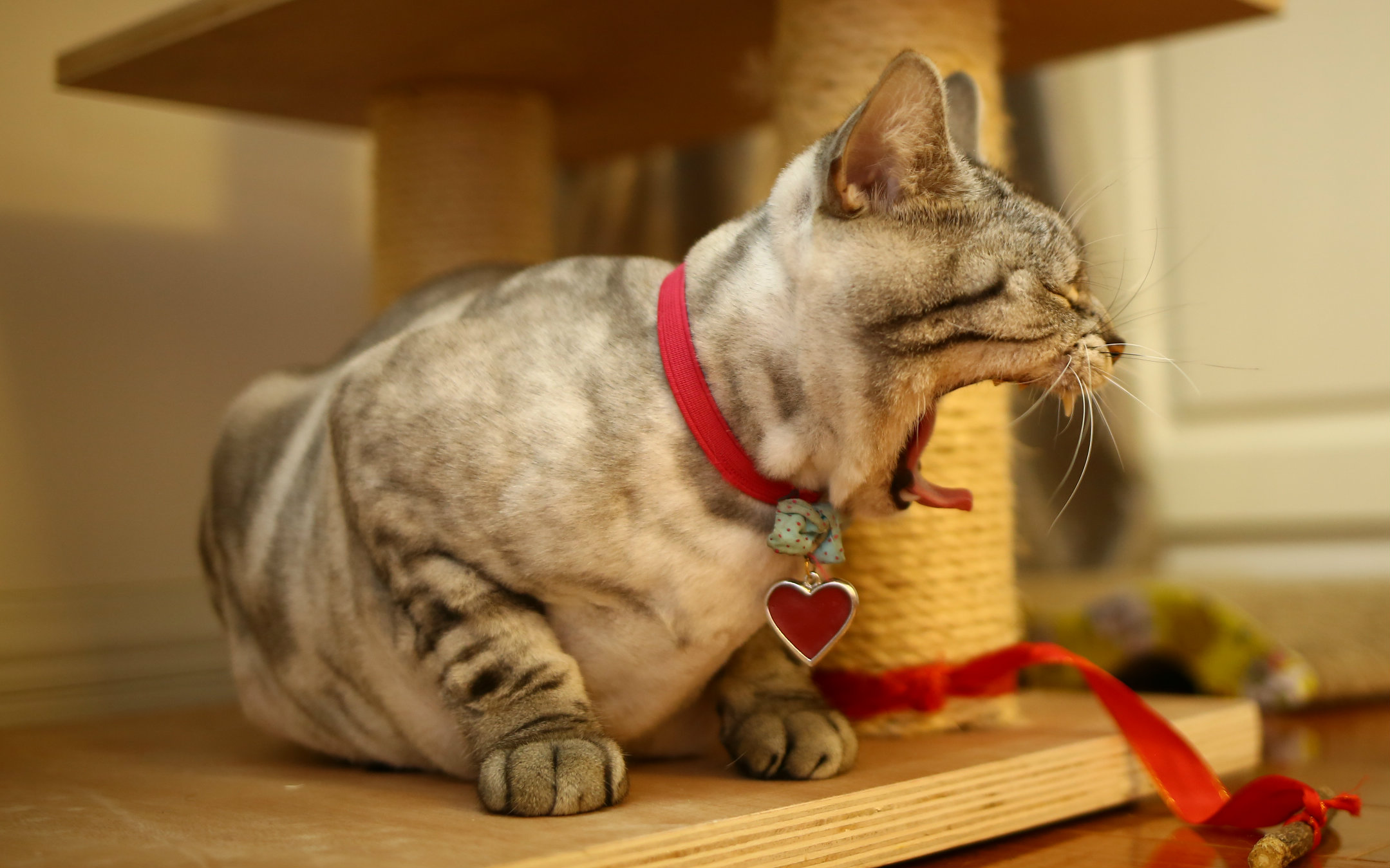 皇上万岁万万岁喵土皇帝小胖喵偷食技能get