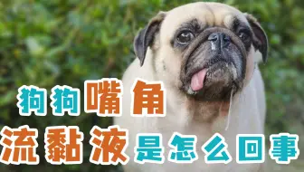 猫咪嘴角红红的是口角炎吗 哔哩哔哩 Bilibili