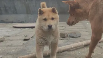 下载视频: 狗王死神的儿子，差点跟大狗打架