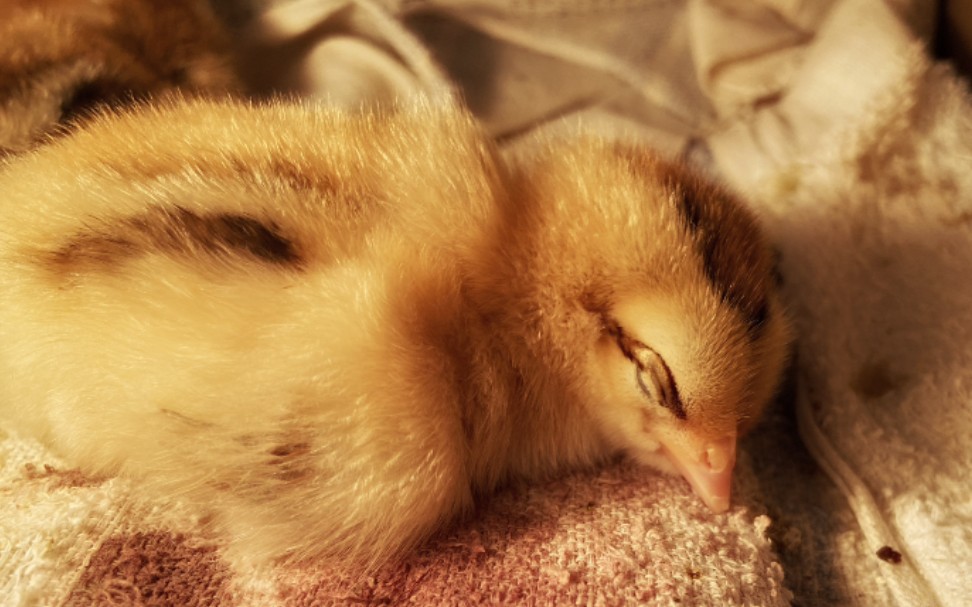 【小鸡】镜头感超强的小鸡,睡觉好软萌_哔哩哔哩 (゜-゜)つロ 干杯