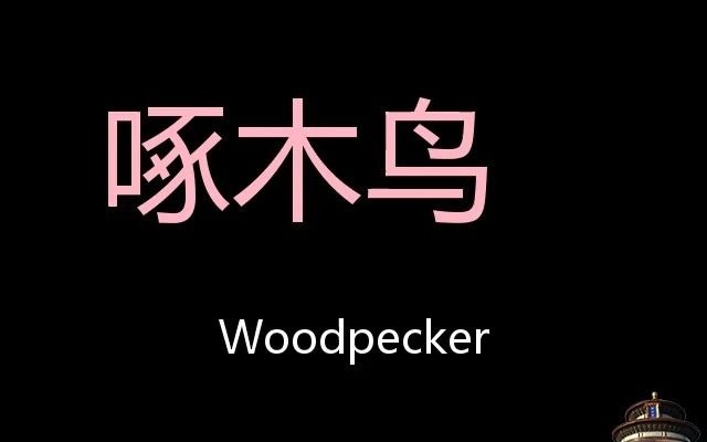 啄木鸟 Chinese Pronunciation woodpecker哔哩哔哩bilibili