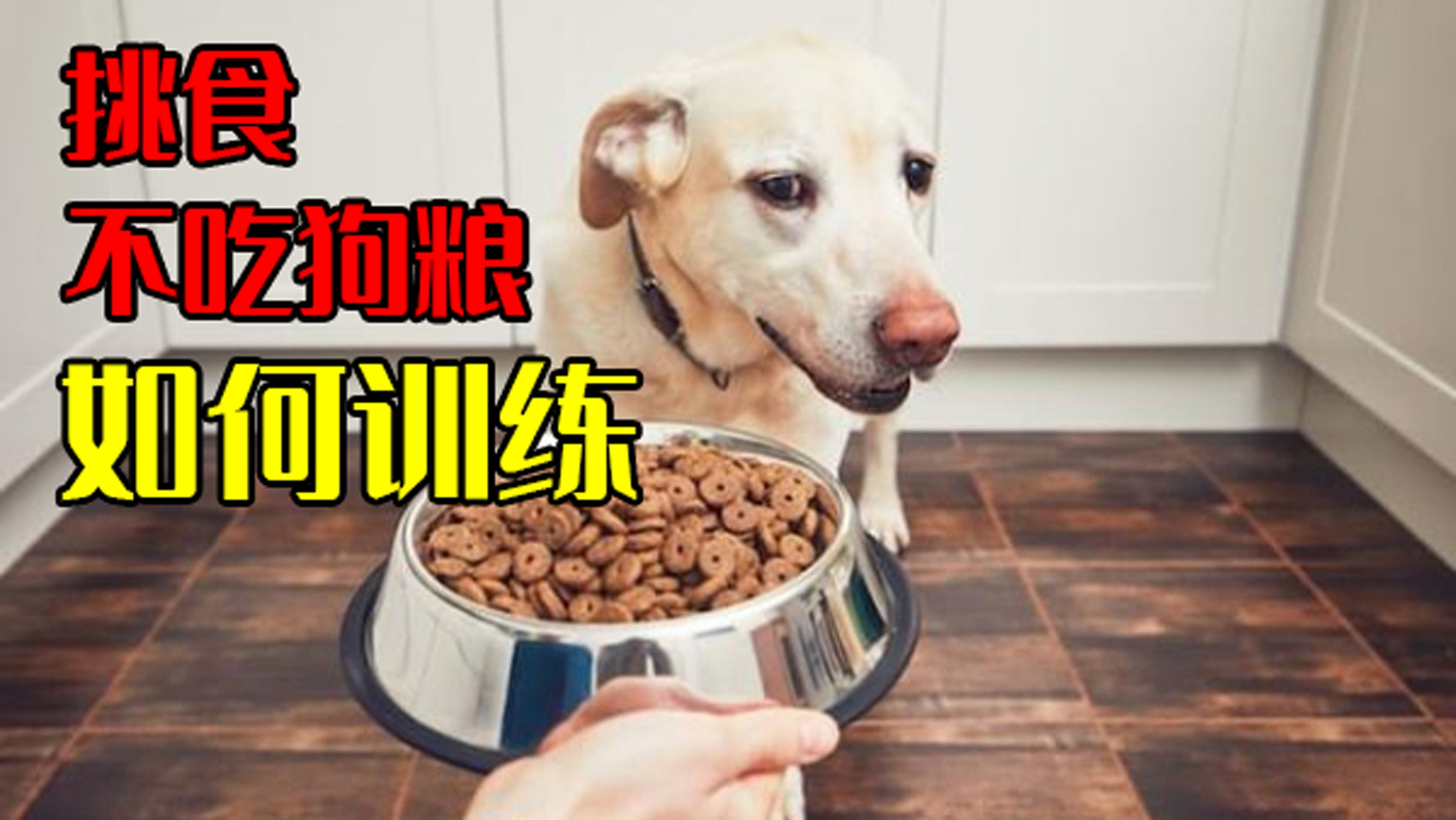 狗狗挑食不吃狗粮怎么办如何训练哔哩哔哩bilibili