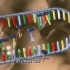 23.【3D微动画中文配音】3分钟掌握遗传信息的表达转录翻译（向前的栗子生物课）
