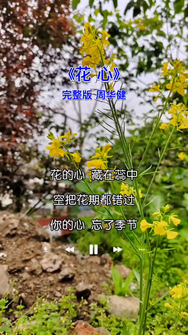 春去春会来,花谢花会再开,一首经典的老歌真是百听不厌! 花心 周华健 经典老歌 百听不厌 一代人的经典回忆哔哩哔哩bilibili