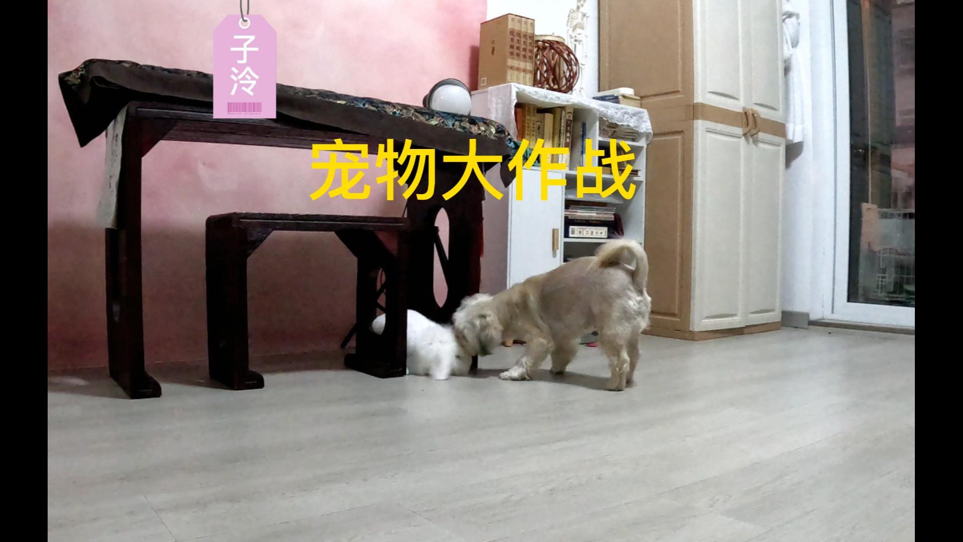 宠物大作战,到底是兔子赢,还是狗狗赢