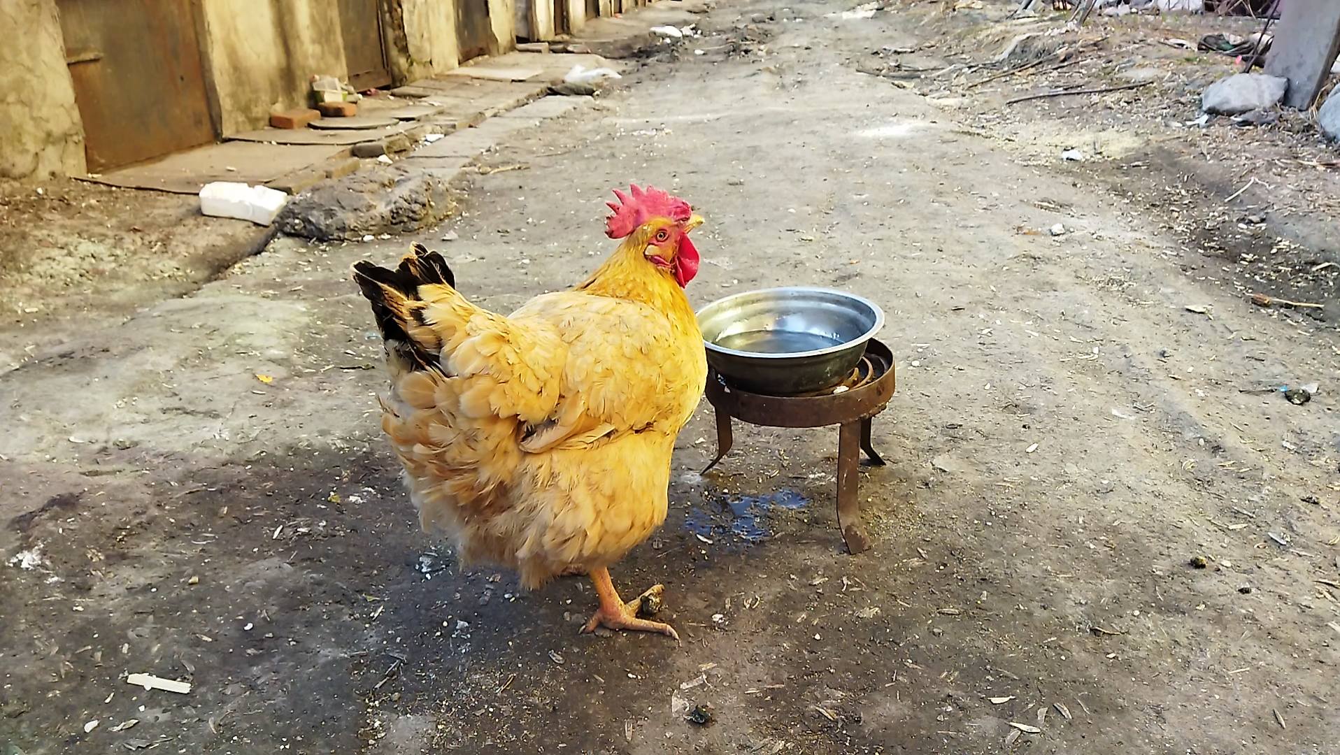 小不点下双黄蛋!