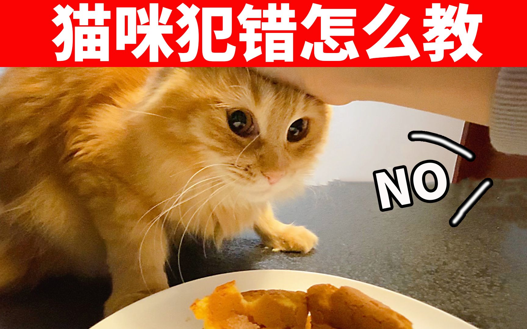 [图]猫咪犯错后如何教育？这4种教猫方式，真的有效！ 【养猫必看EP28】