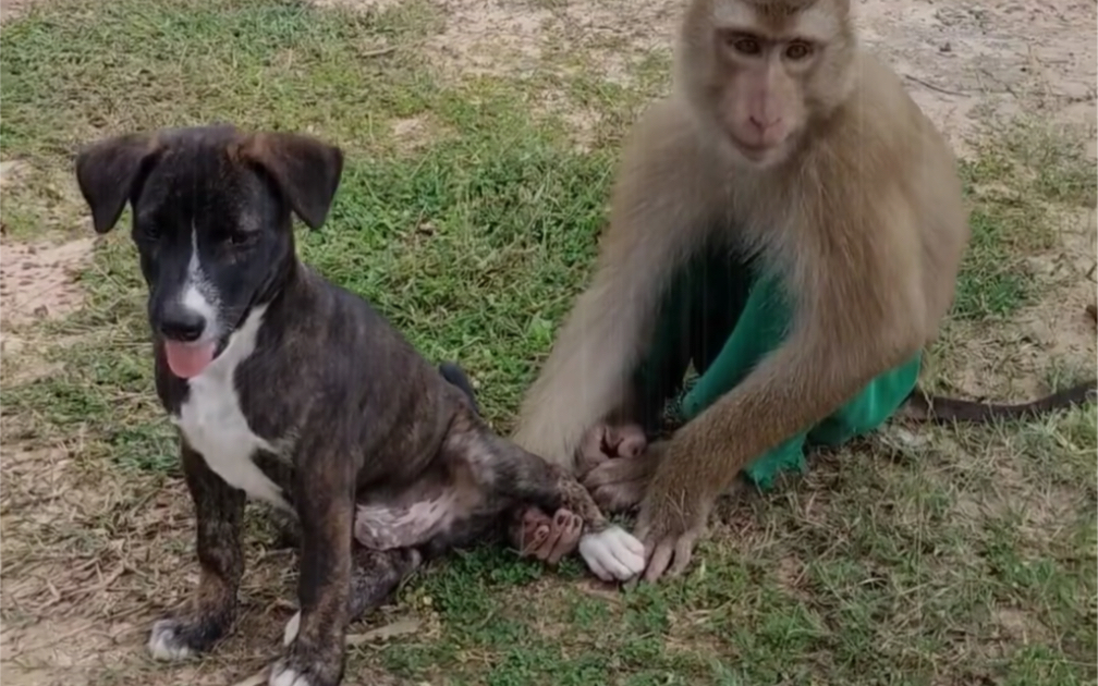 好调皮的小猴子