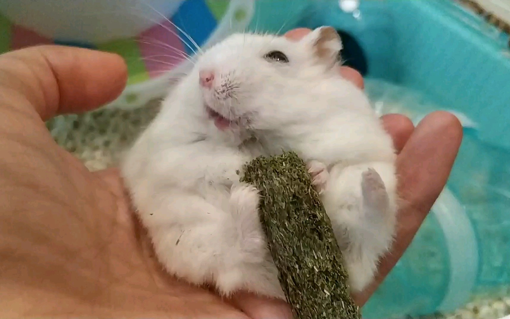 【仓鼠】惊!仓猪竟然被主人贴在手上?