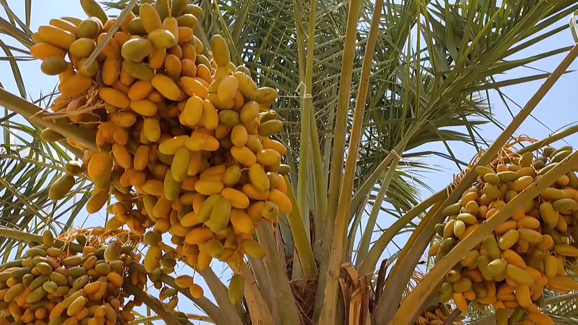 沙特阿拉伯椰枣成熟季