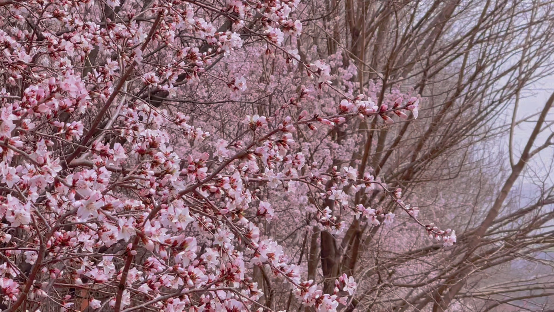 [图]是山桃花盛开的季节