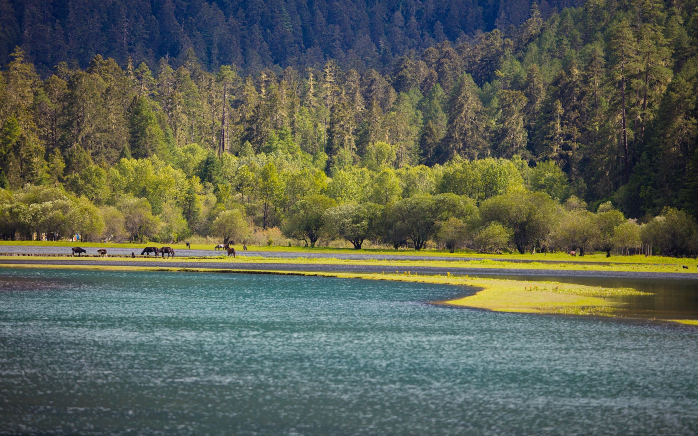 畅行-林芝自驾之岗乡云杉林 img_0694