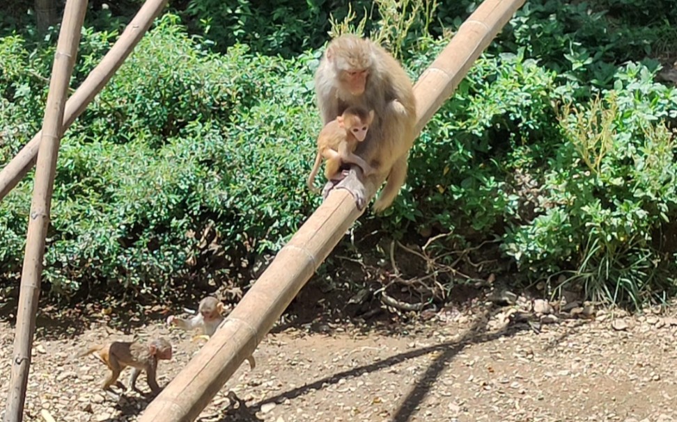 西双版纳一日游-原始深林看猴子