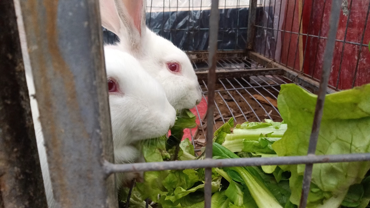 兔子吃着白菜叶子在看什么