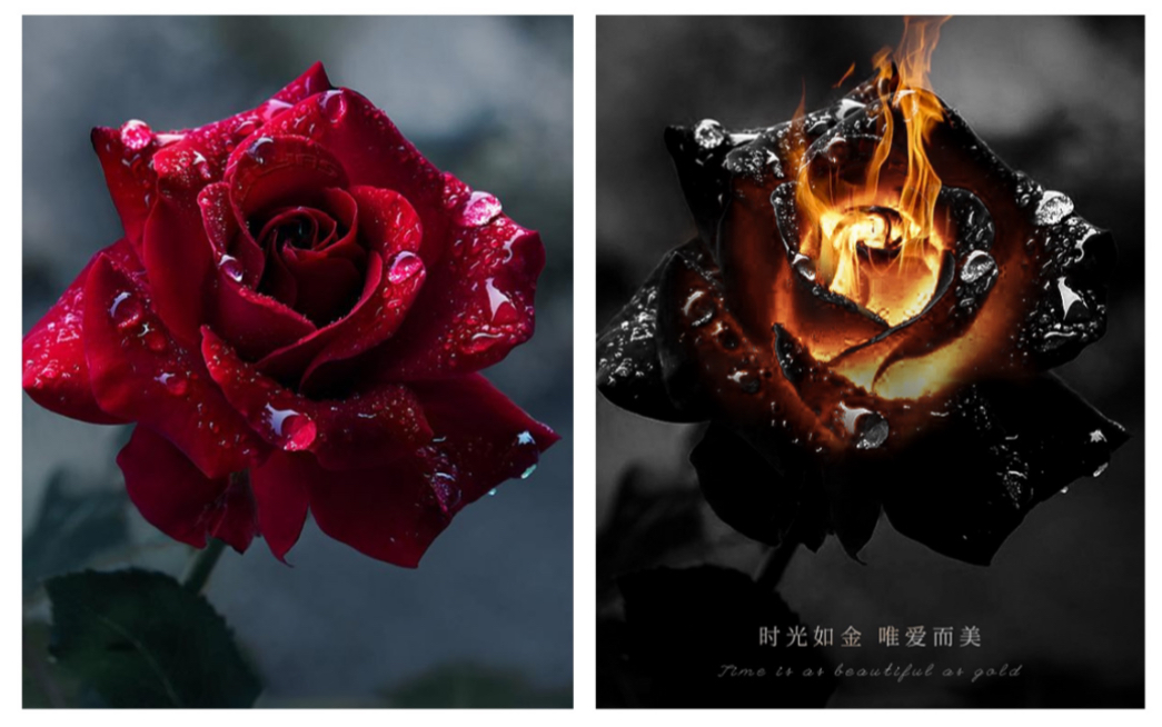 ps教你制作燃烧的玫瑰特效