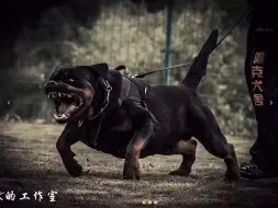 Download Video: 普通成年人能制服这种猛犬吗？完全赤手空拳