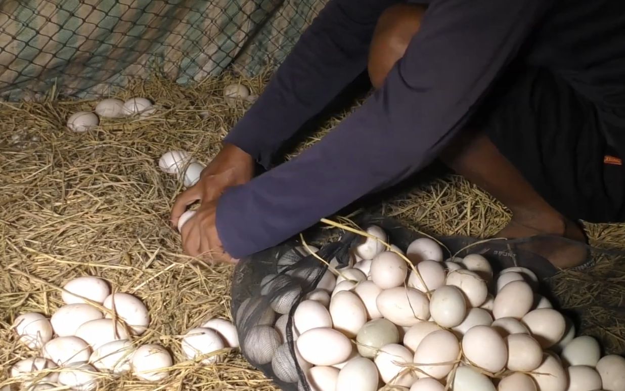 农村养殖场里养的"蛋鸭",每天都要捡好多鸭蛋!