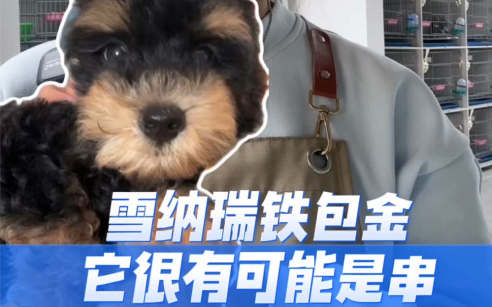 雪纳瑞铁包金很有可能是串