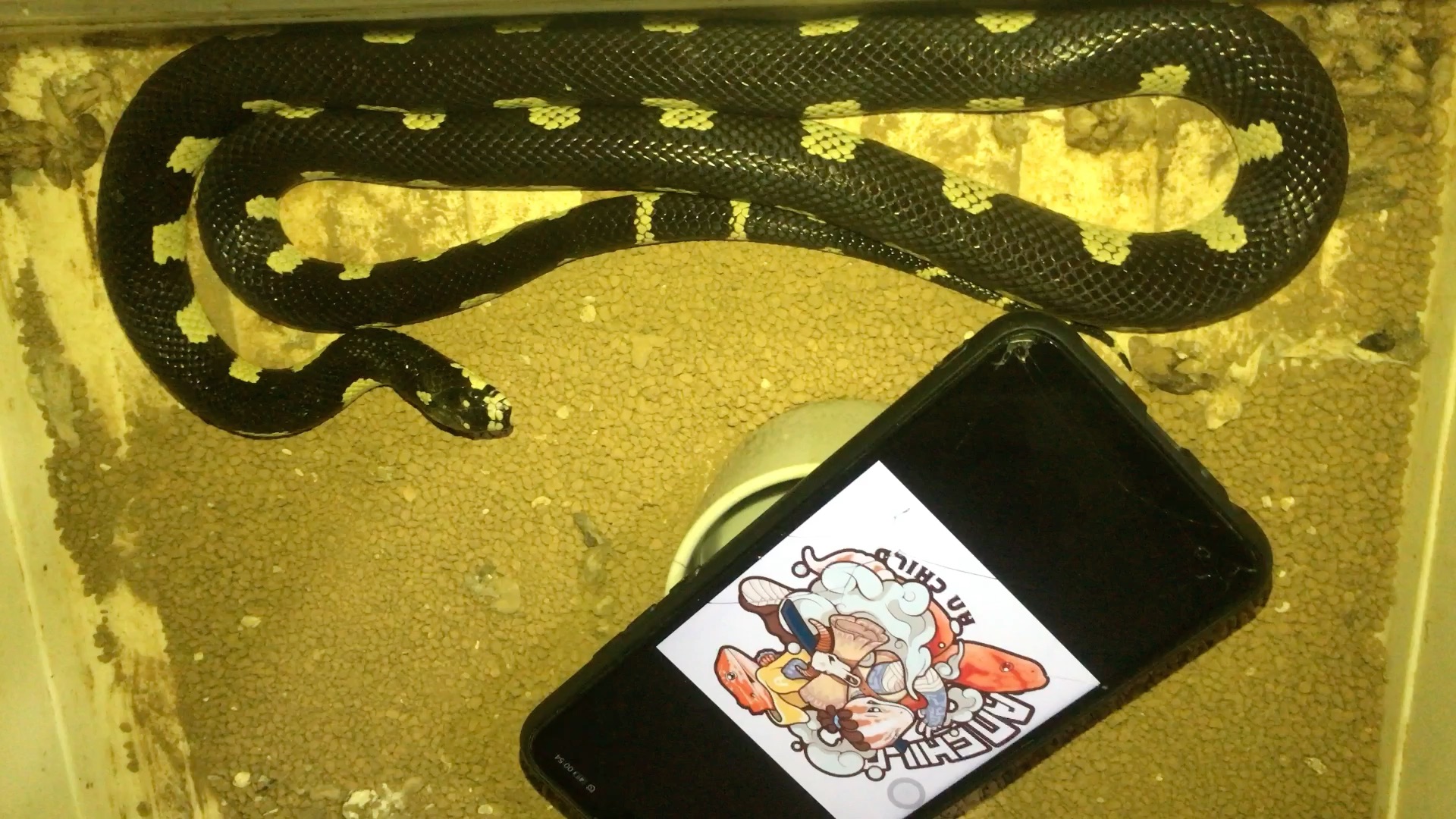 【王蛇】马赛克王蛇 成体宠物蛇的日常