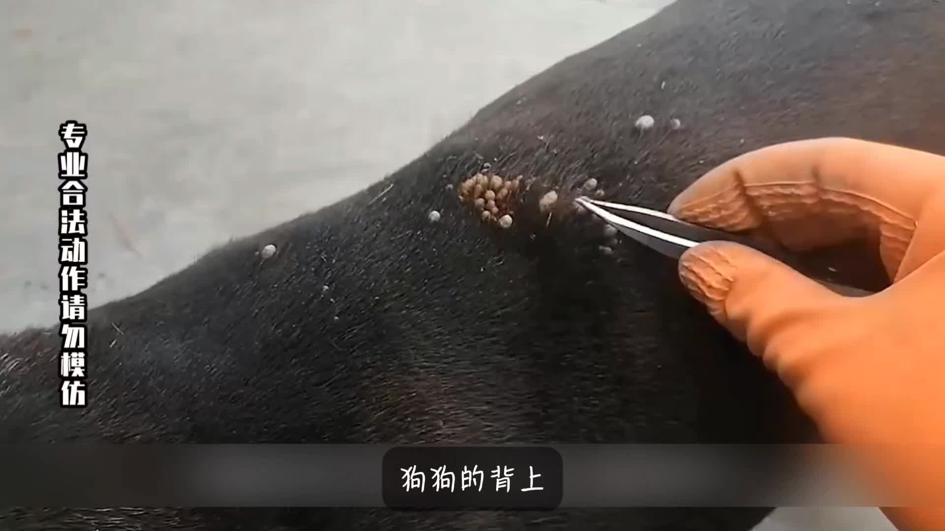 狗狗背上的蜱虫