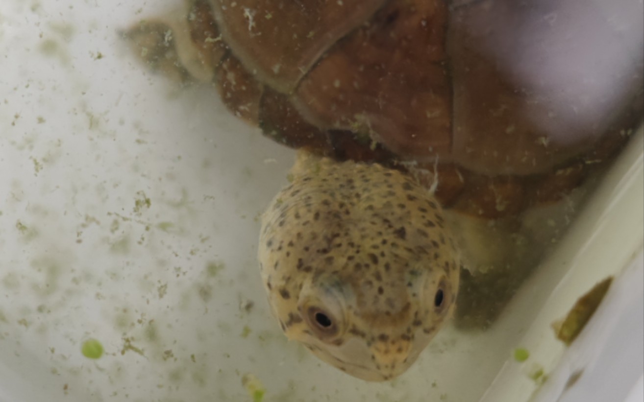 哈雷拉泥龟近况