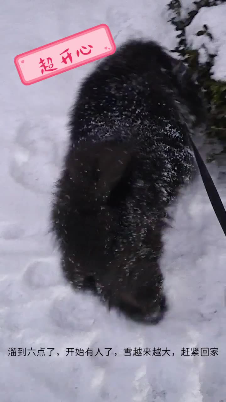 [图]踏雪寻熊-黑松狮老爷爷 不想回家