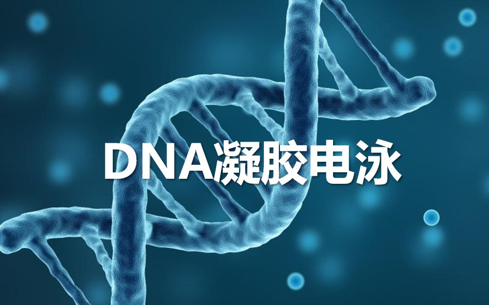 【核酸电泳】DNA凝胶电泳,就是这么简单!哔哩哔哩bilibili