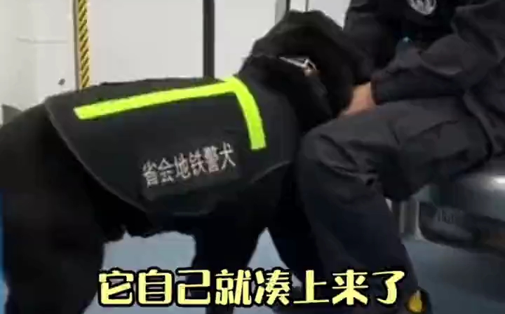 警犬卖萌有多可爱哔哩哔哩bilibili