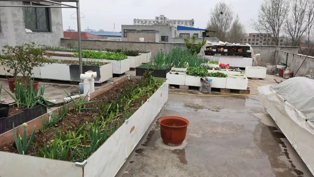 楼顶菜园:雨中的小菜园看着真漂亮