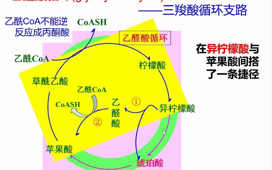 【自录自存】生物化学乙醛酸循环+磷酸戊糖途径+葡糖醛酸代谢途径哔哩哔哩bilibili