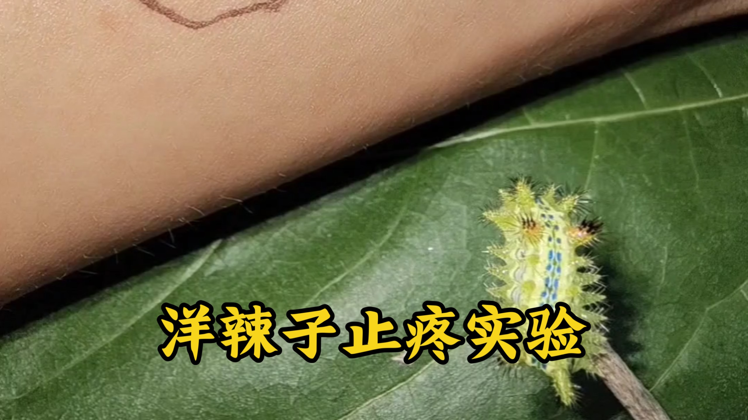 【止疼实验】被洋辣子蜇到并用它止疼的对照组实验！