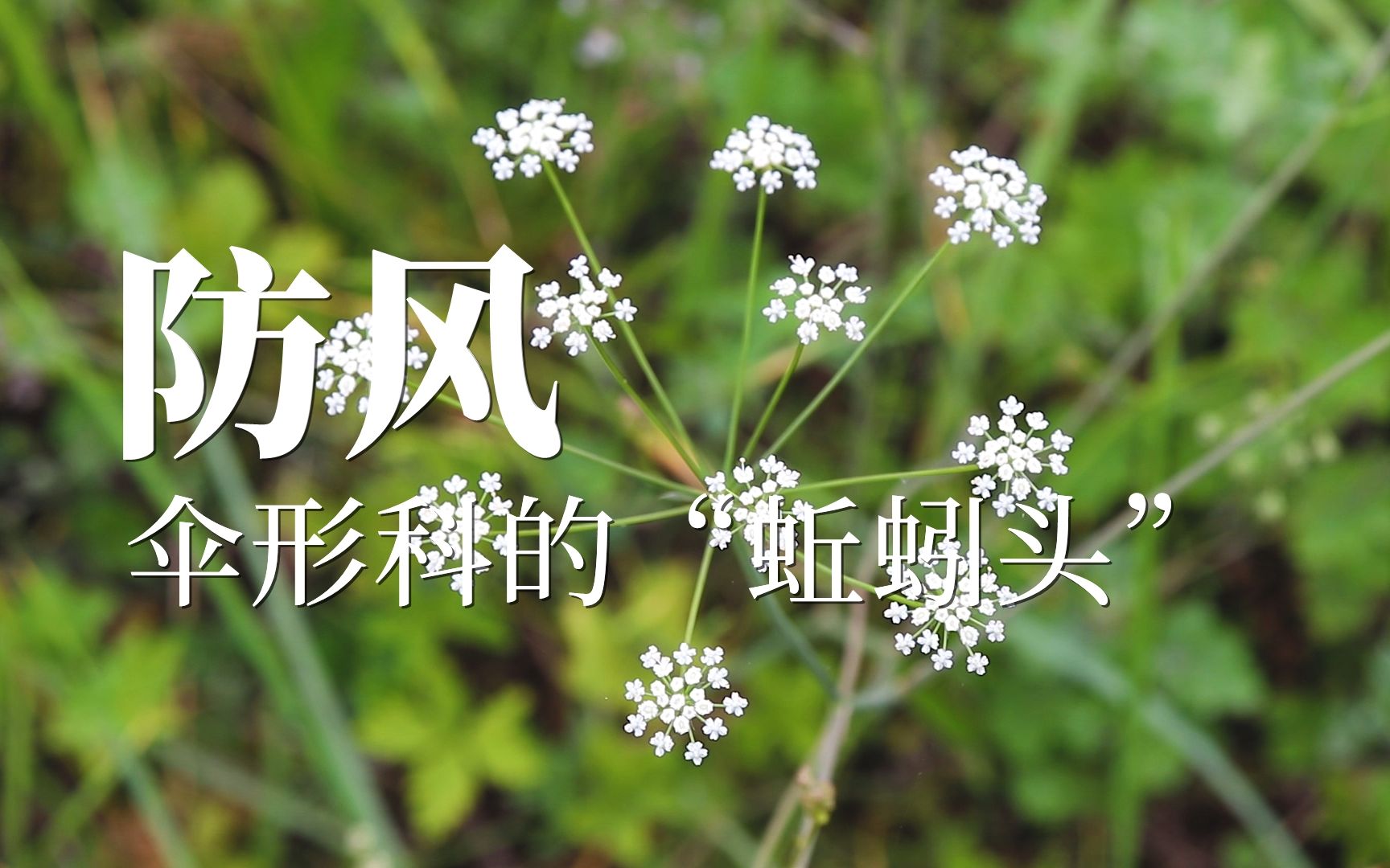 防风——伞形科的"蚯蚓头"