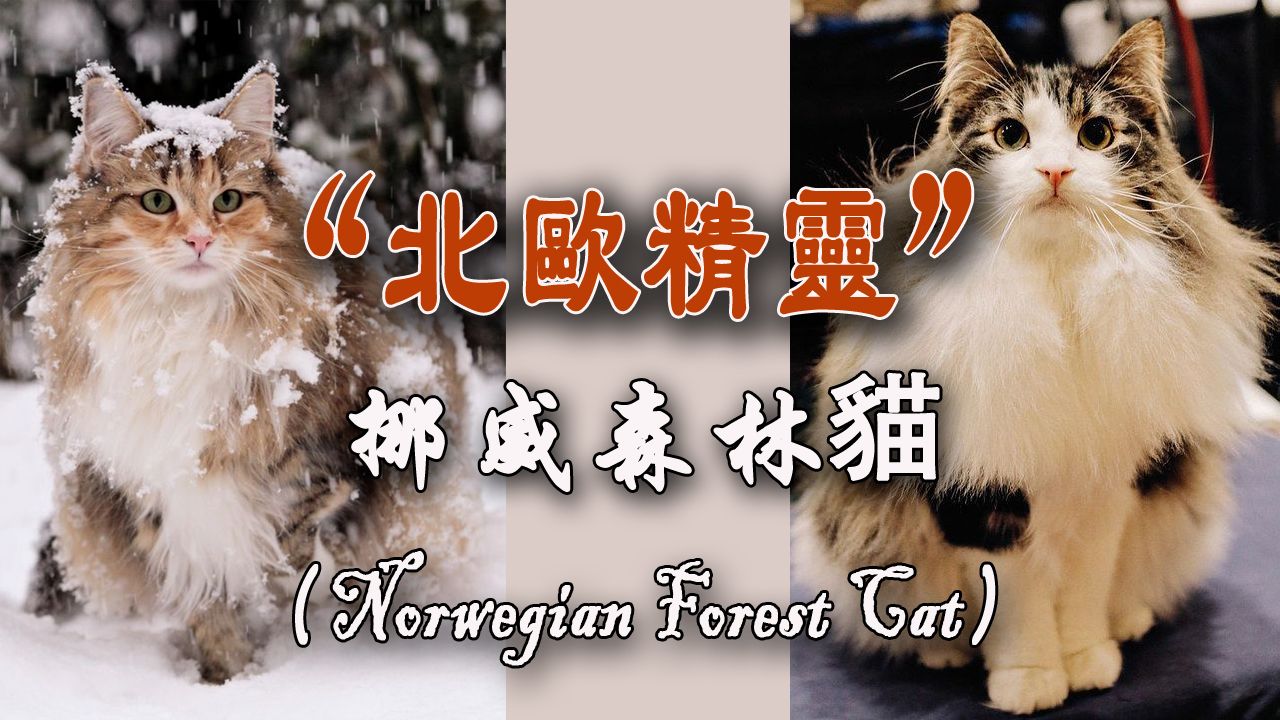 "北欧精灵"——挪威森林猫(Norwegian Forest Cat)哔哩哔哩bilibili