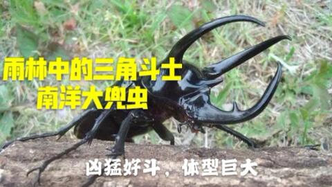 雨林中的三角斗士 南洋大兜虫 哔哩哔哩 雨林中的三角斗士 南洋大兜虫 哔哩哔哩