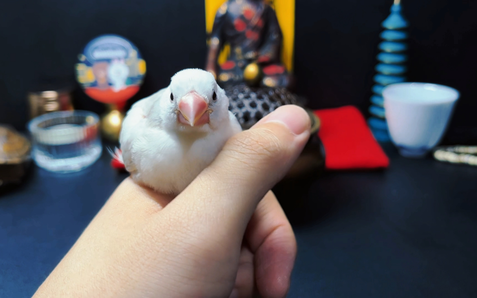 活动  【手养文鸟】幼鸟一定注意补钙!