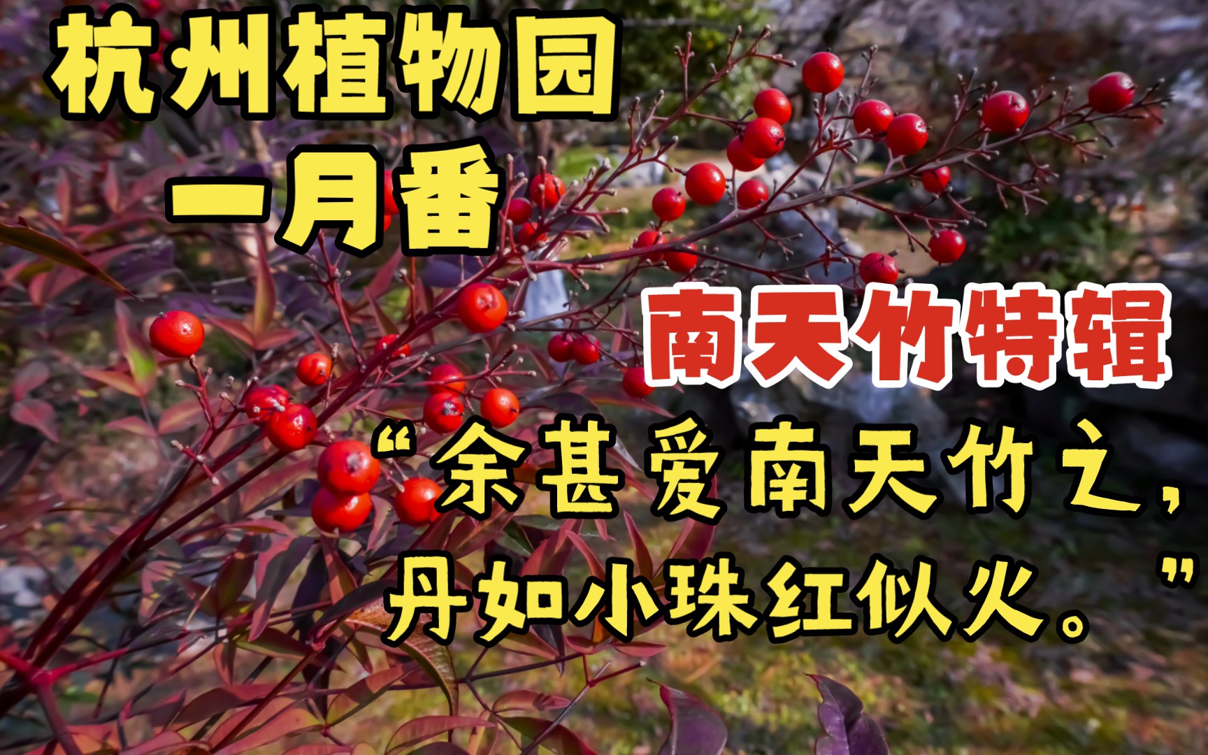 杭州南天竹特辑,火焰精灵蹿遍植物园!