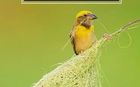 天才建筑师拿两片叶子就能缝成一套房哔哩哔哩bilibili