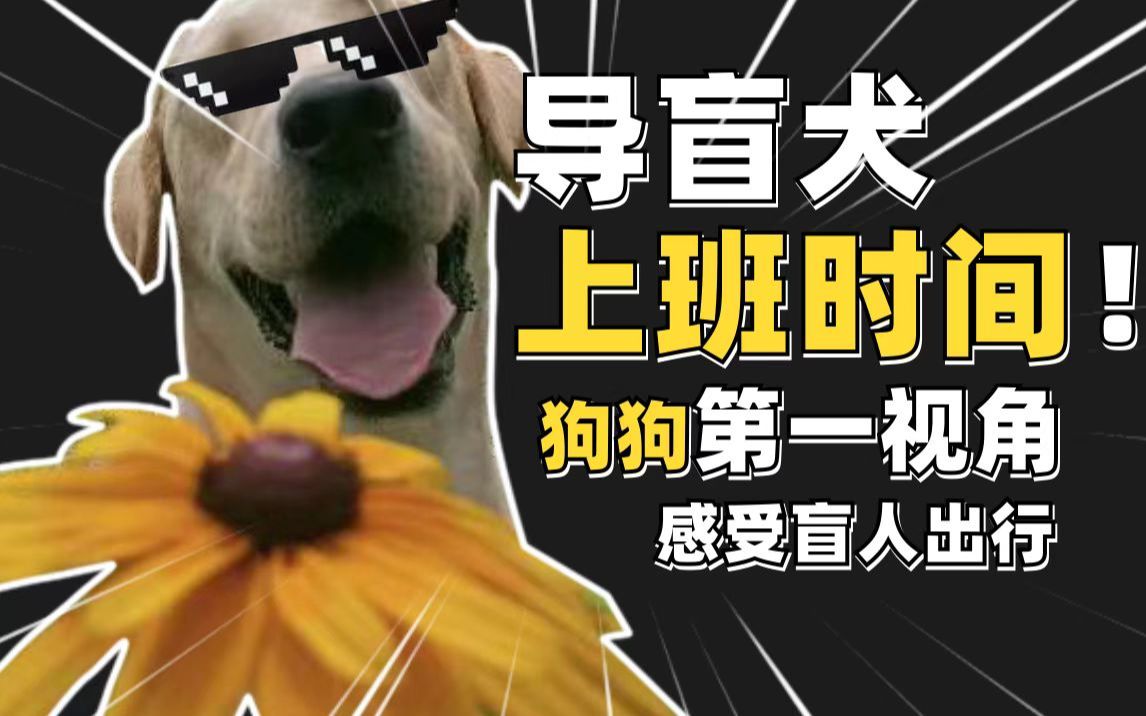 [图]【导盲犬Vlog】关于我听话可爱又能干这件事