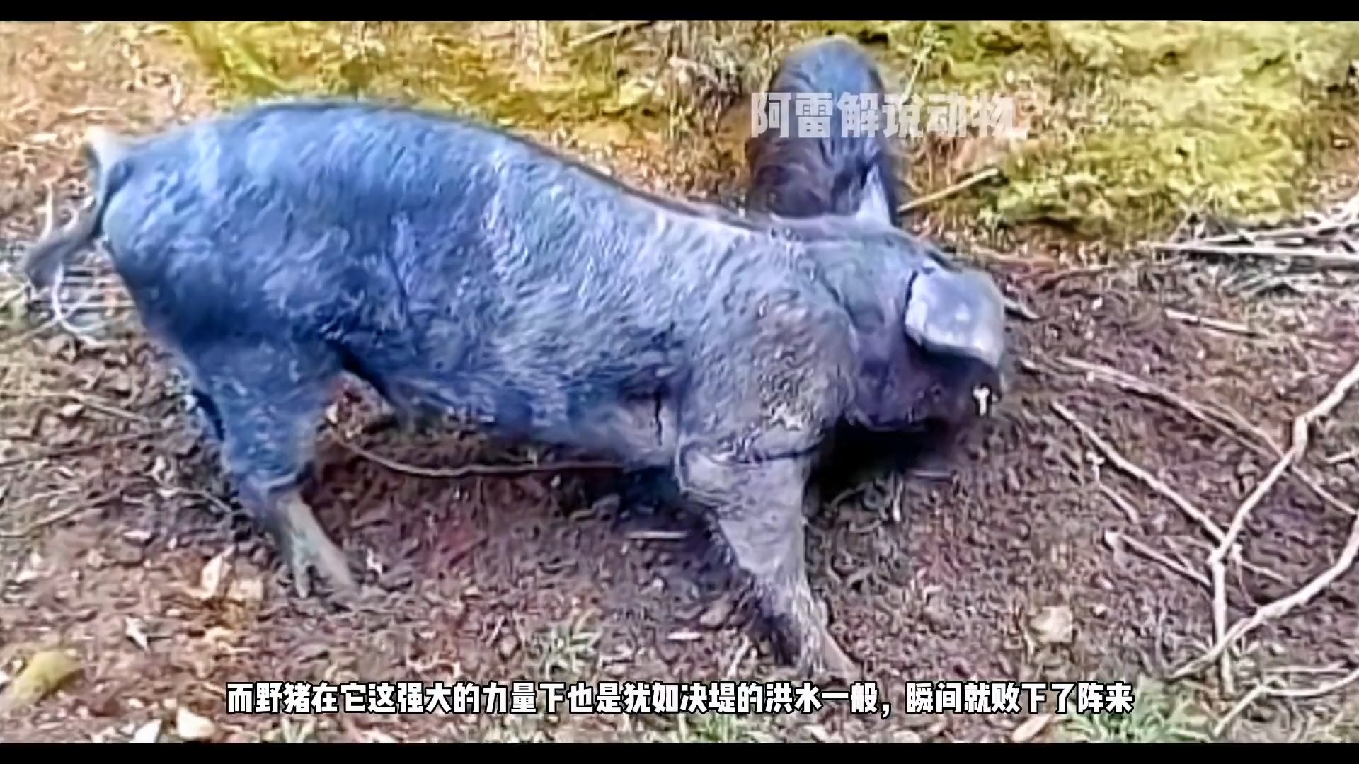 野猪大战家猪视频