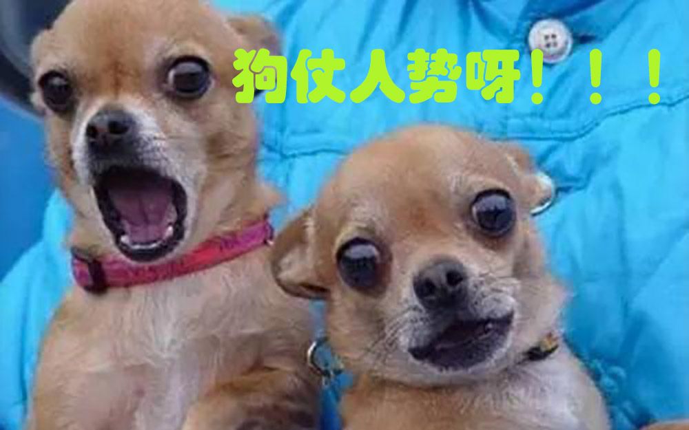 搞笑萌宠合集,狗仗人势系列!