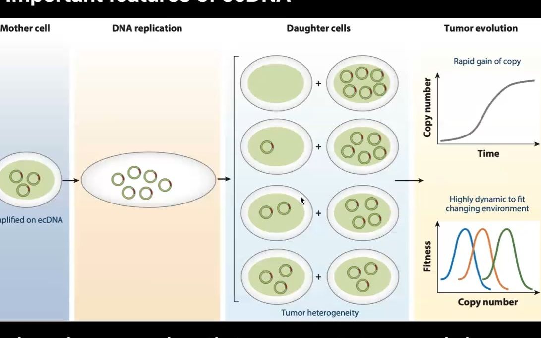 [JC15] 染色体外DNA (ecDNA) 促进致癌基因高表达哔哩哔哩bilibili