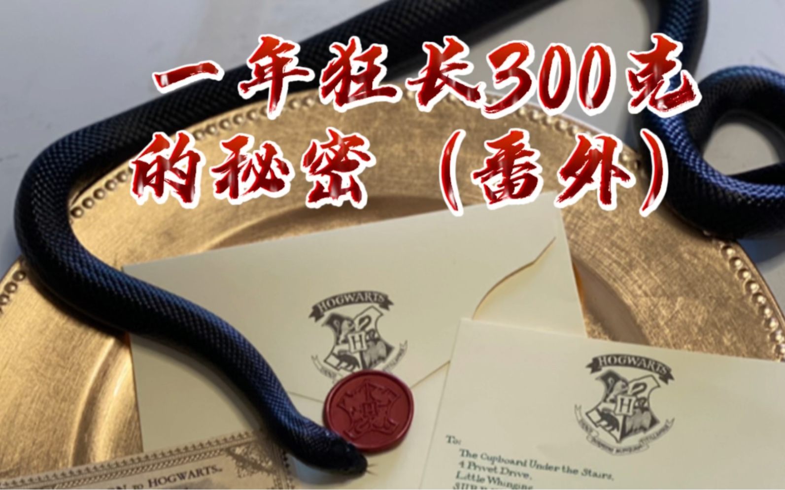 黑王蛇,一年从20克狂长到300克的经验分享.哔哩哔哩bilibili