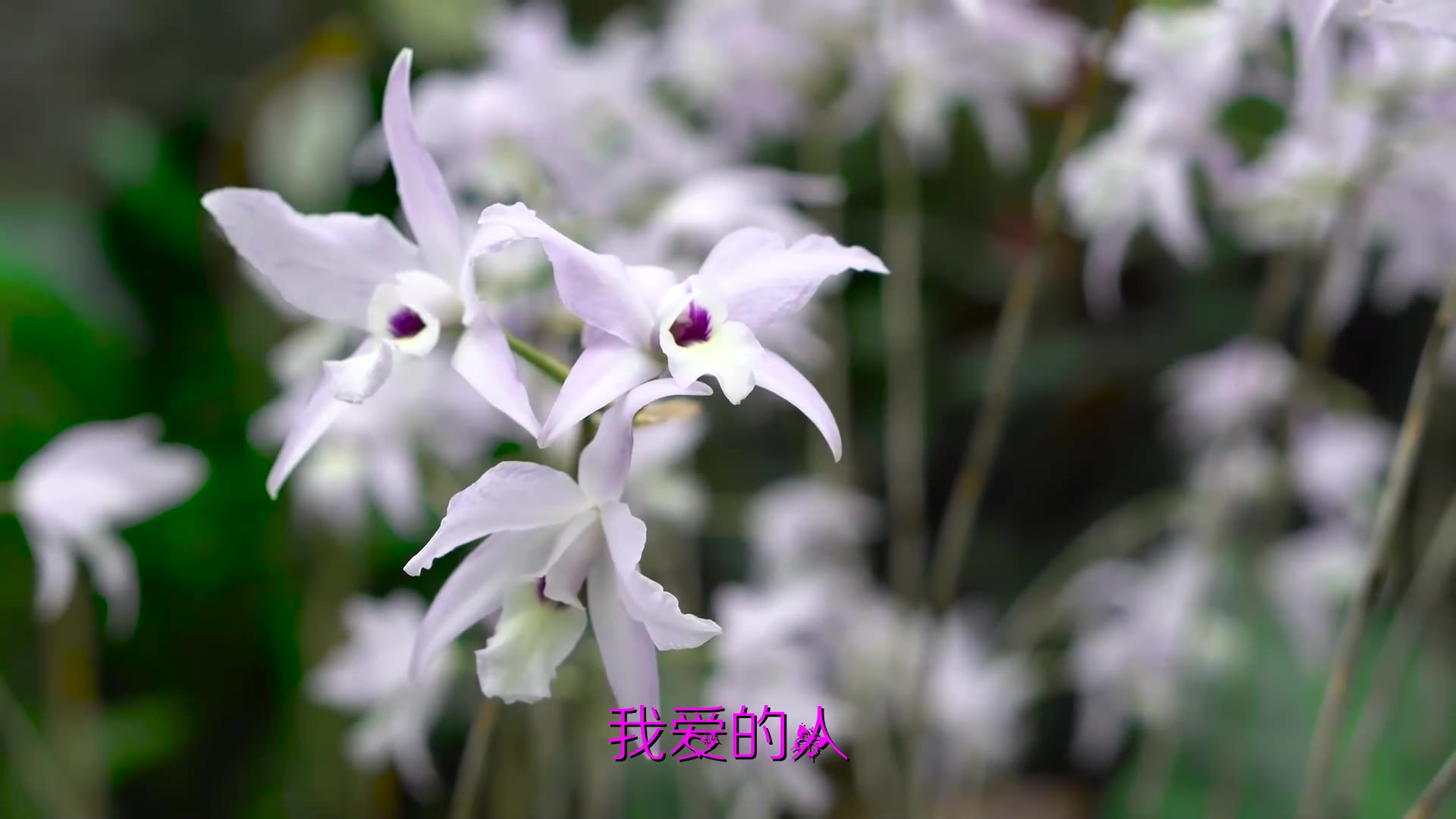 经典老歌100首《奈何岁月(dj可乐版)》