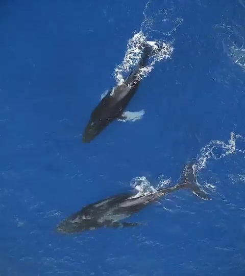 【野生动物】正在谈情的两只鲸鱼